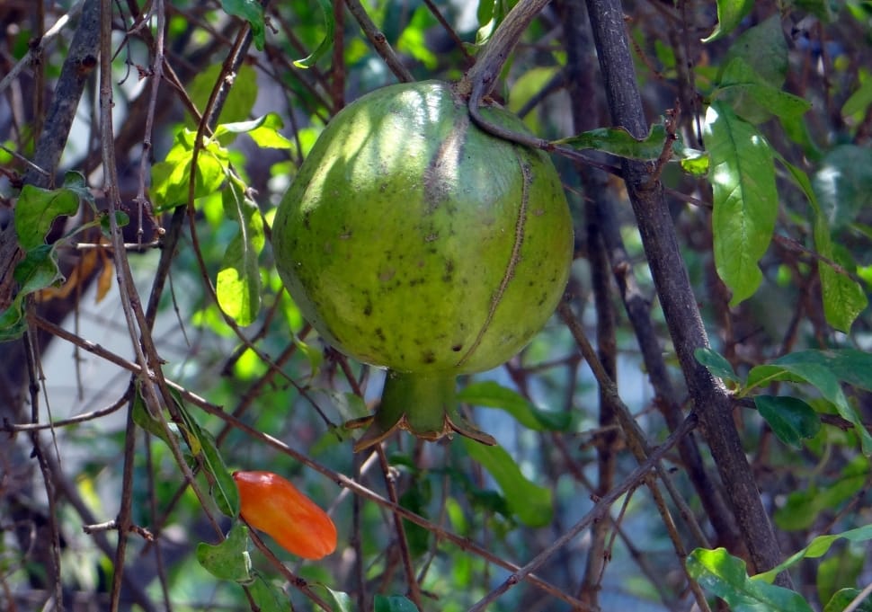 green fruit in brown tree branch preview