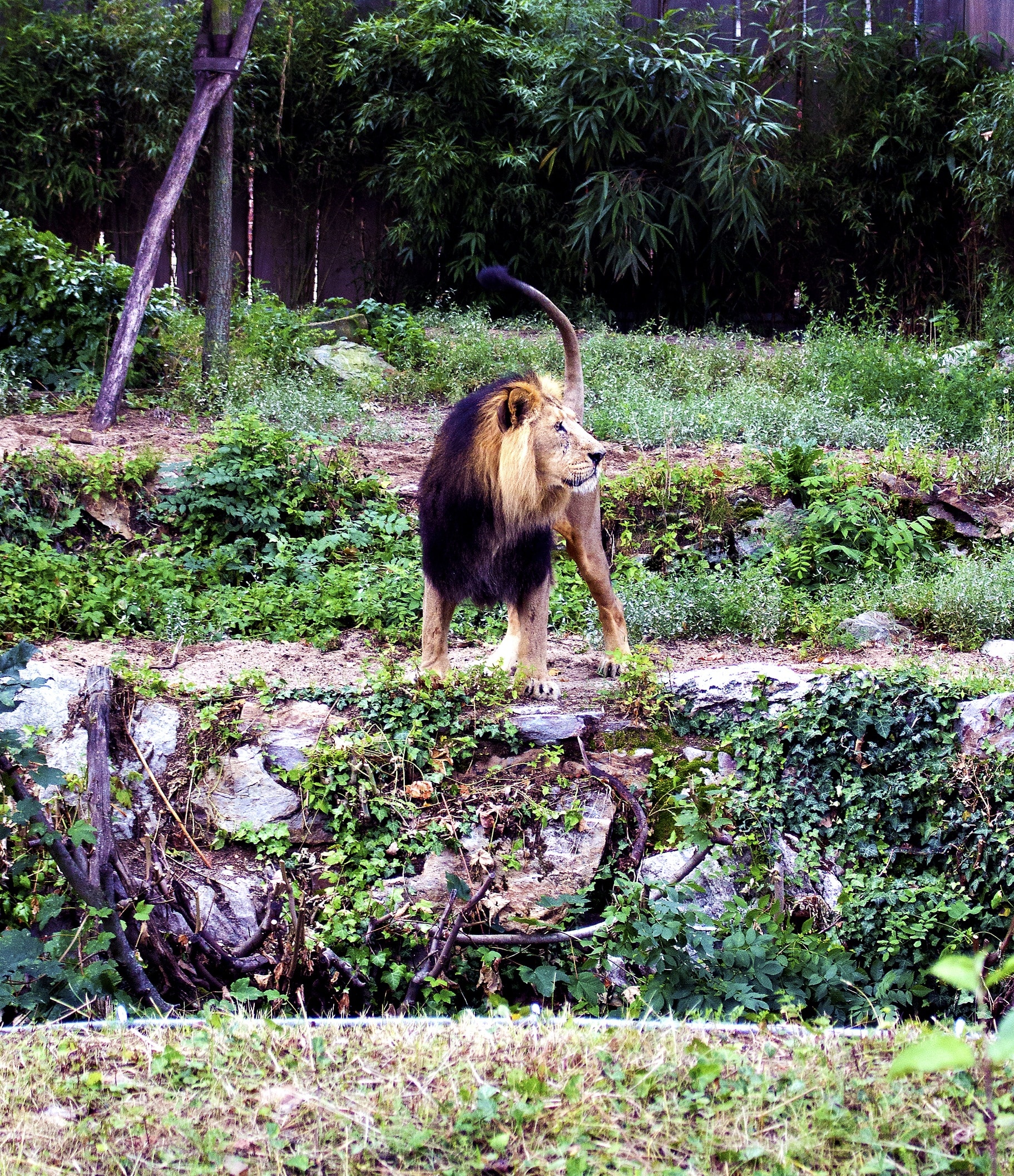 brown lion on ground during daytime