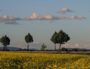 yellow flower fields near road under cloudy blue sky thumbnail