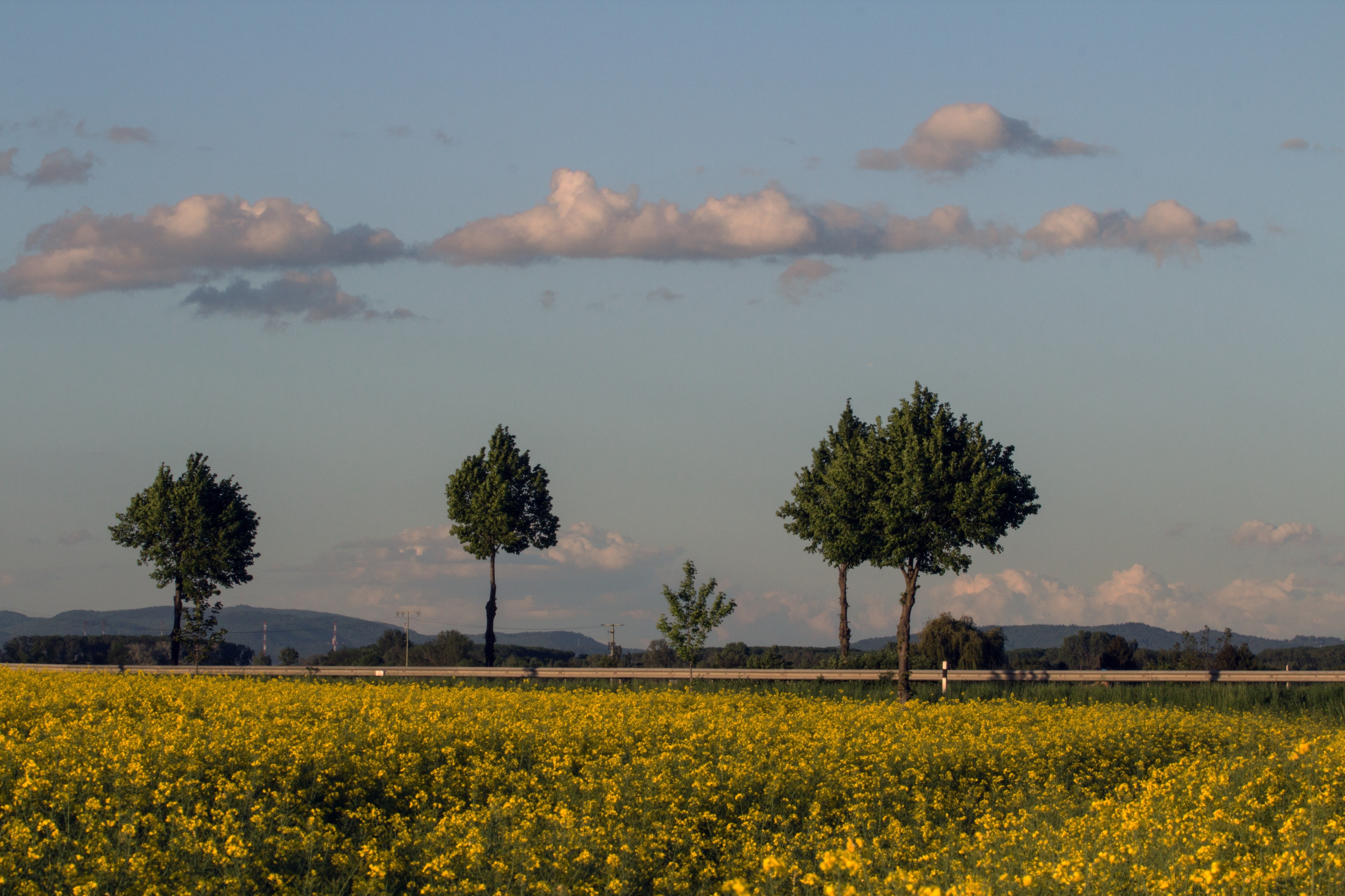 yellow flower fields near road under cloudy blue sky