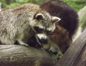 brown and grey raccoon thumbnail
