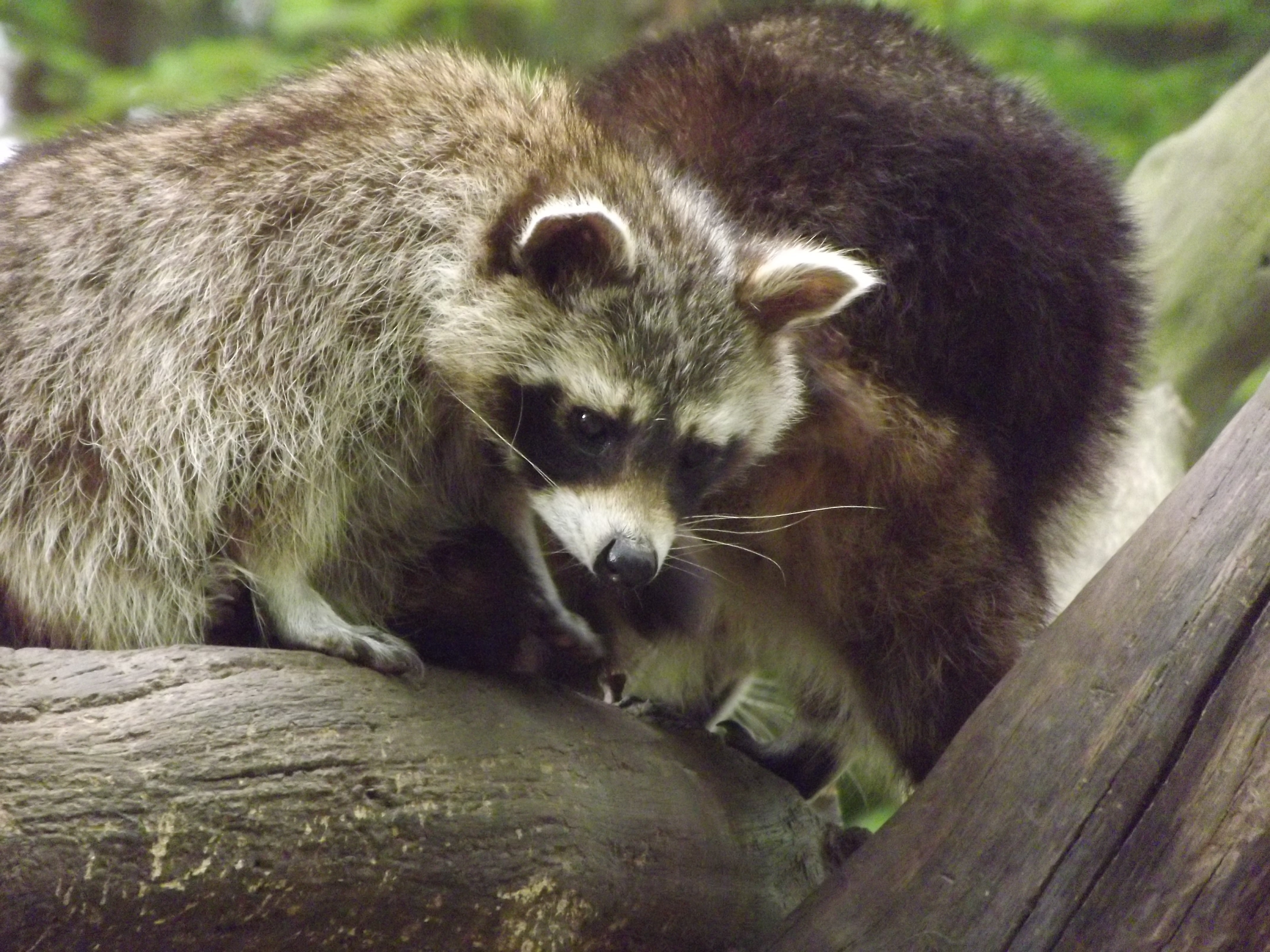 brown and grey raccoon