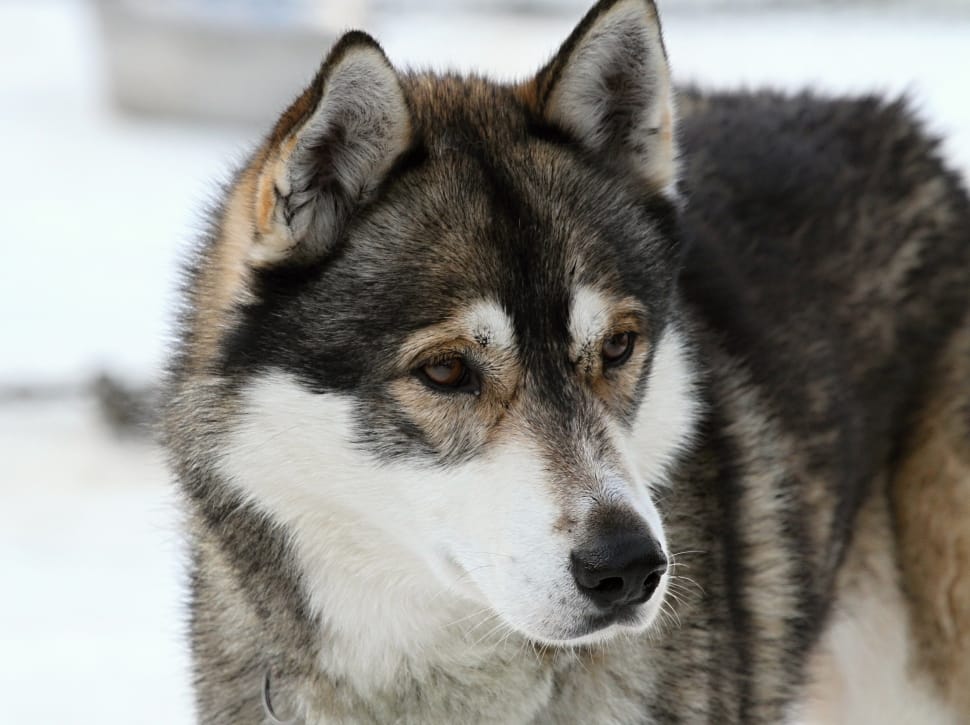 wolf sable czechoslovakian vlcak free image | Peakpx