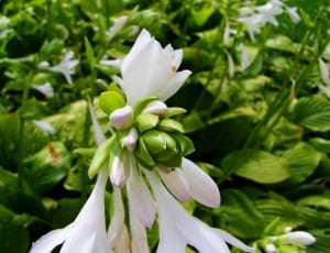 white and green petaled flower close up shot thumbnail