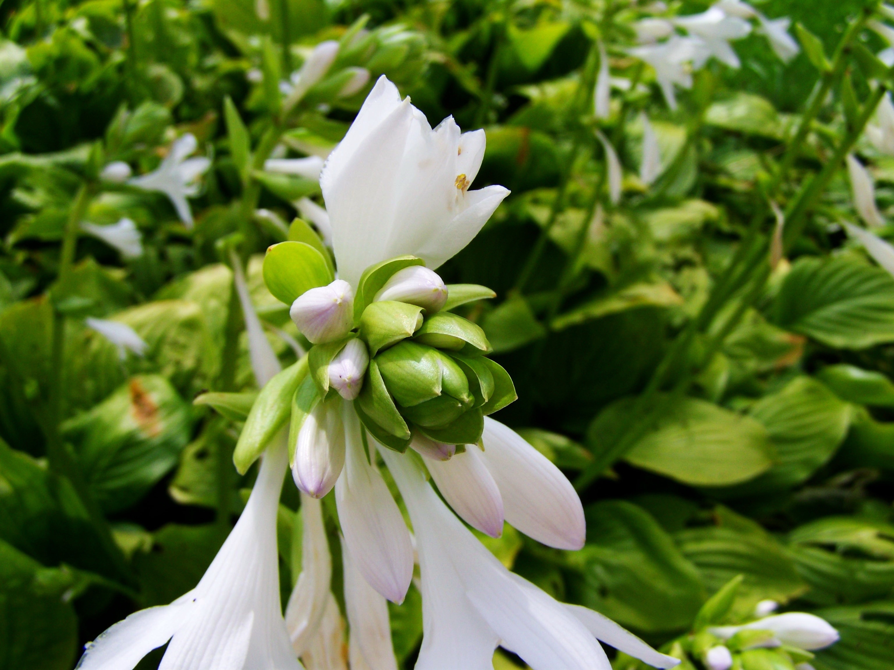 white and green petaled flower close up shot