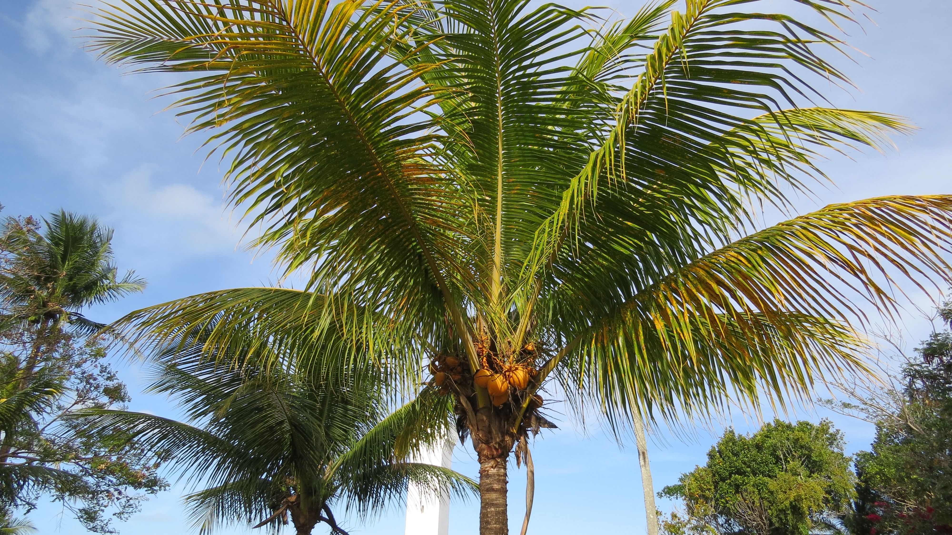 green coconut tree