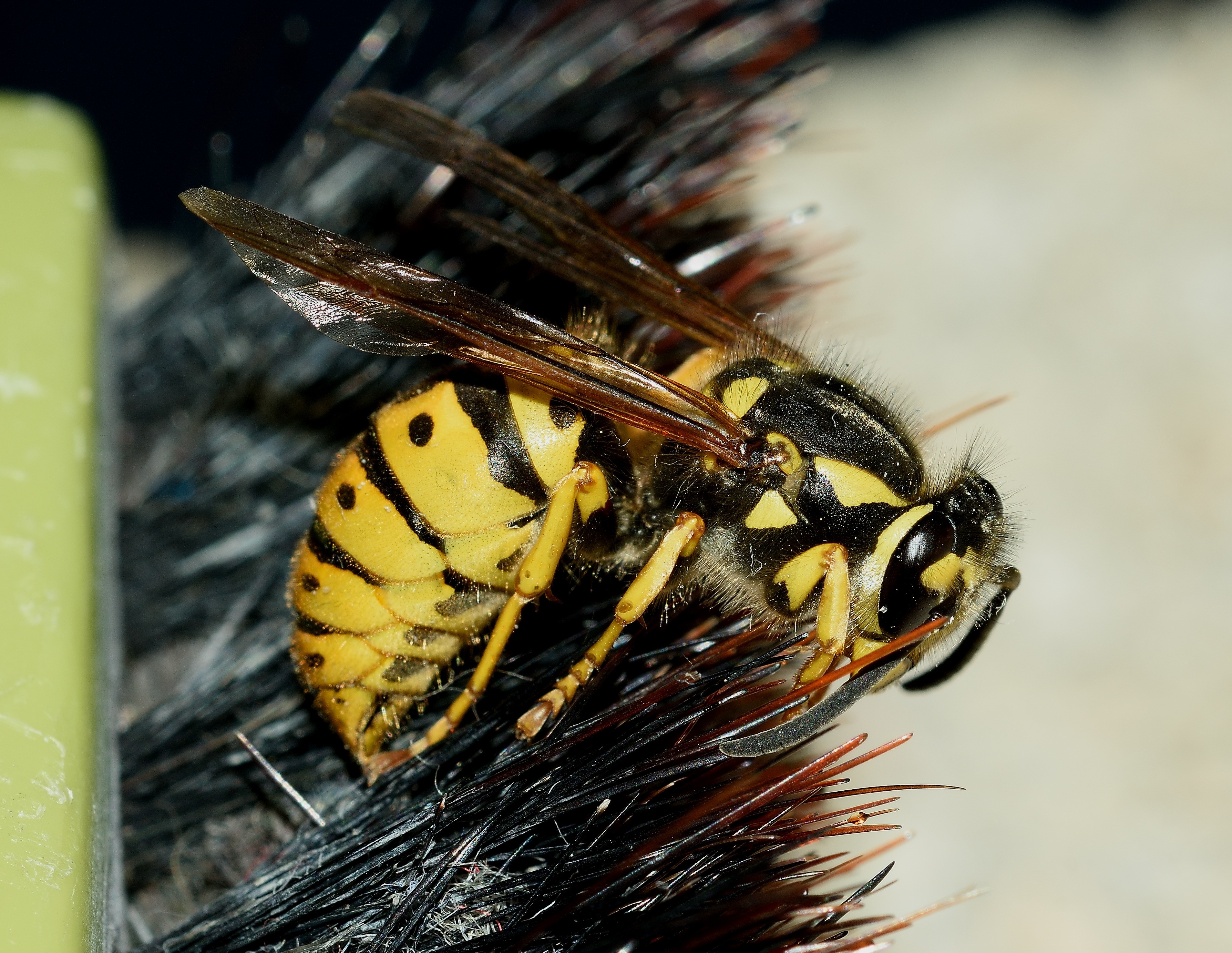 yellow and black wasp