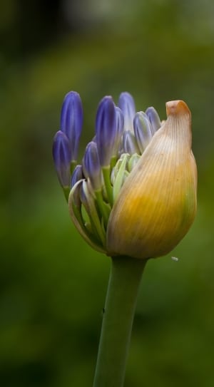 yellow and purple petaled flower thumbnail
