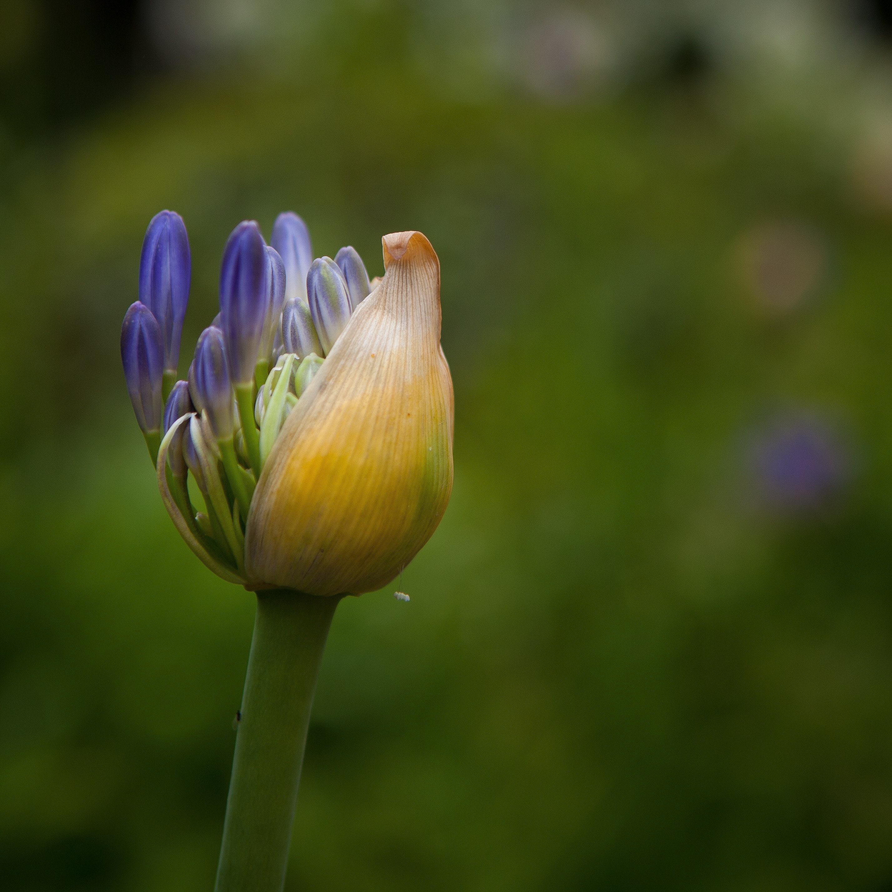 yellow and purple petaled flower