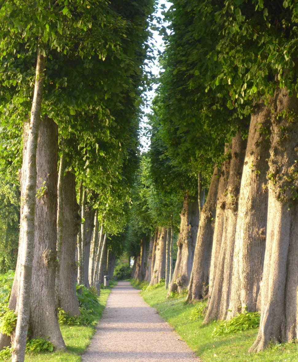 gray pathway surrounded with green tall trees during day time preview