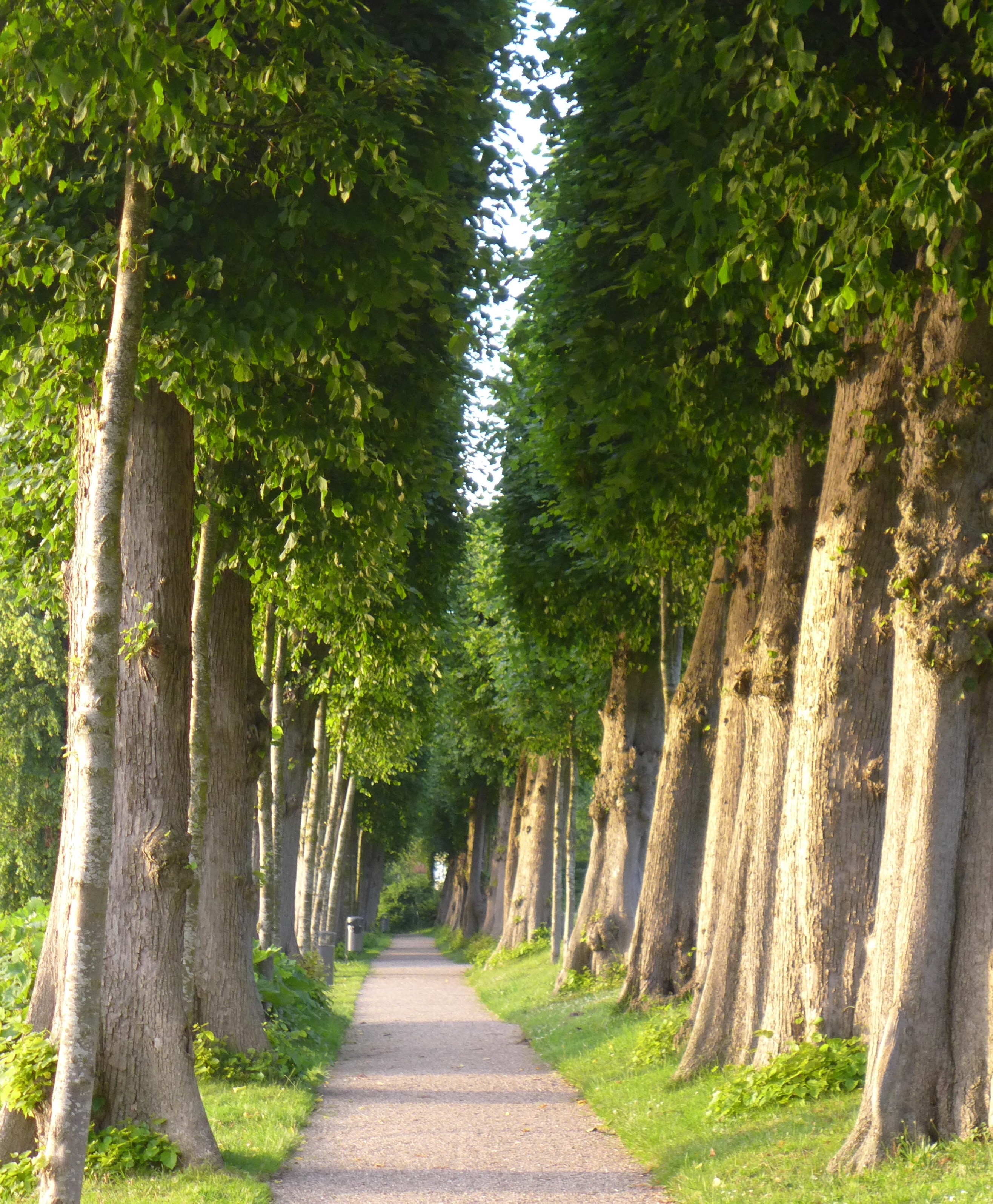 gray pathway surrounded with green tall trees during day time