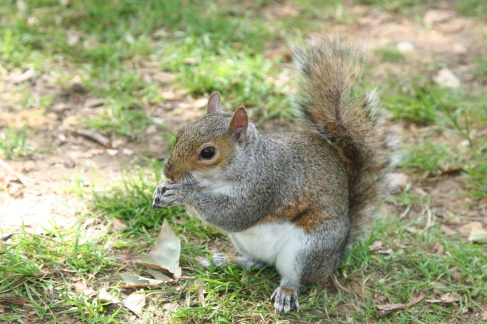 gray and white squirrel preview