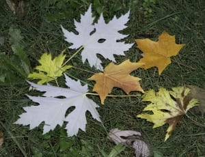 6 maple leaf thumbnail