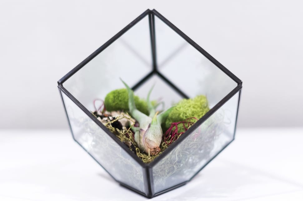 assorted plants in glass box with black frame preview
