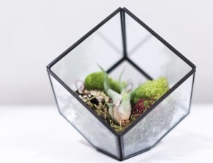 assorted plants in glass box with black frame thumbnail