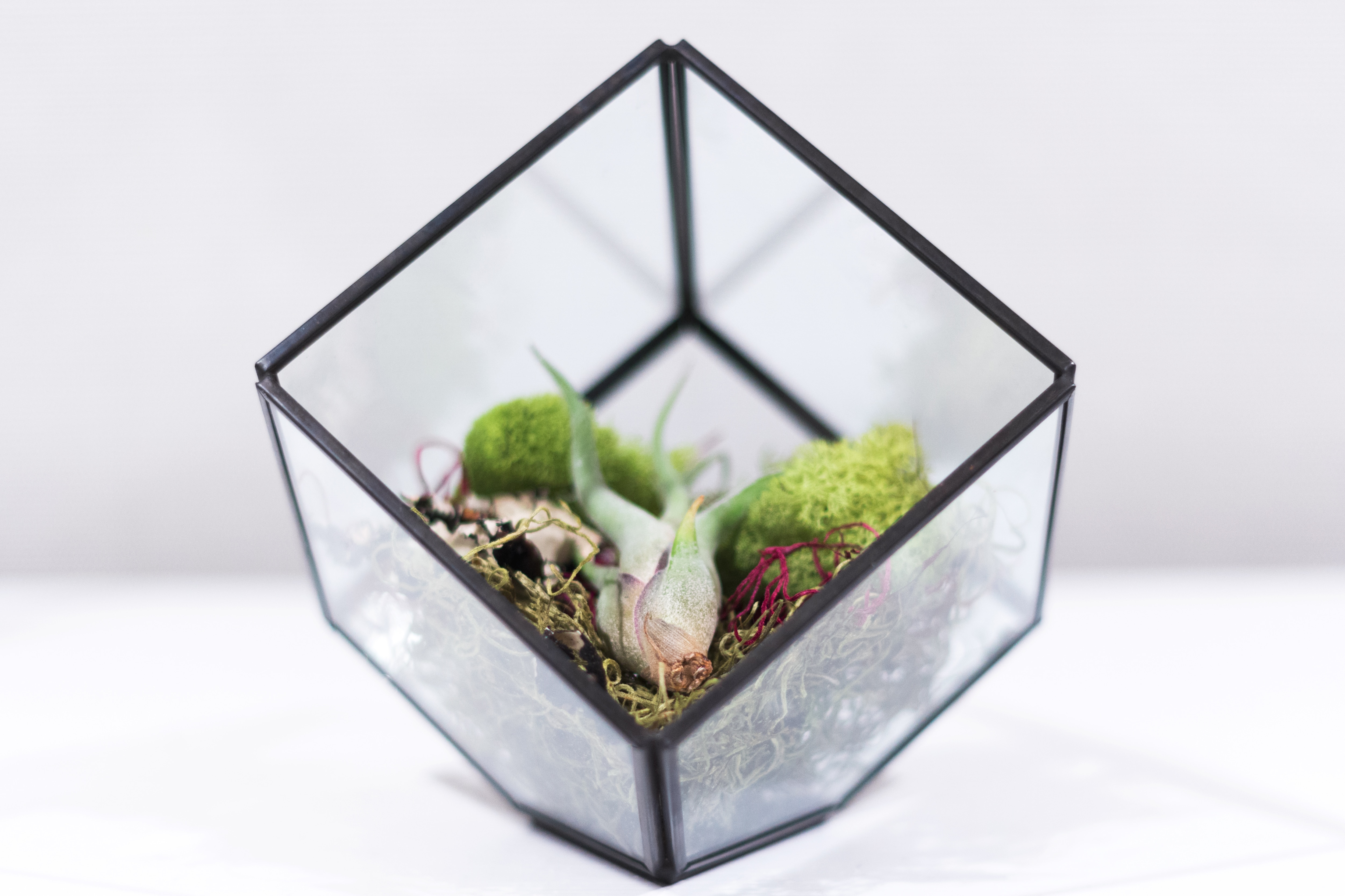assorted plants in glass box with black frame