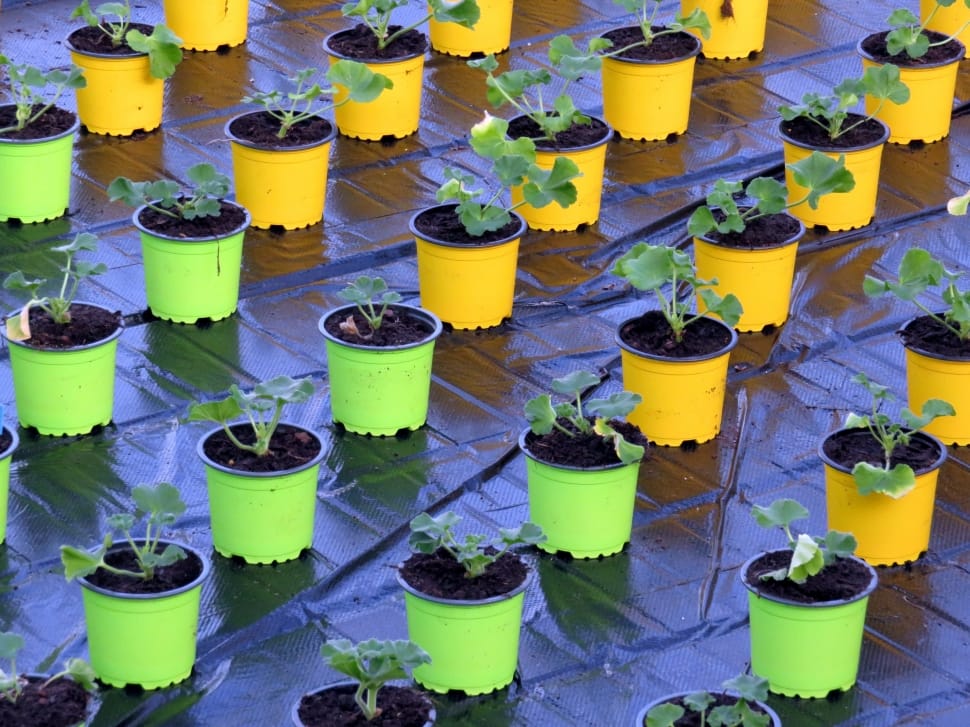 green and yellow plant pots preview