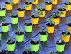 green and yellow plant pots thumbnail