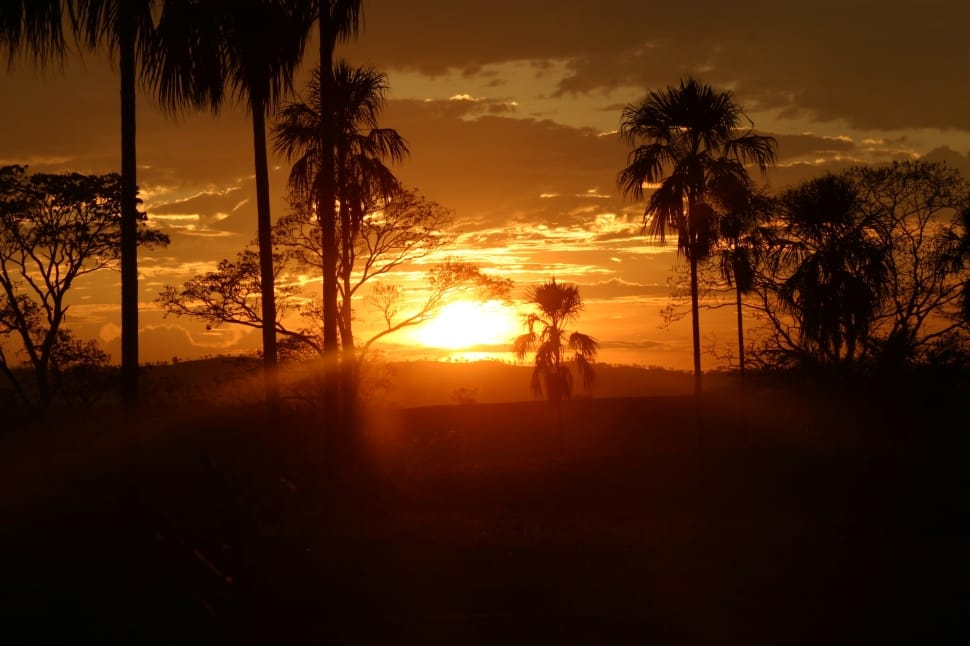 golden hour and palm trees preview