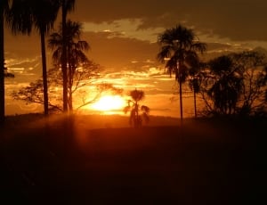 golden hour and palm trees thumbnail