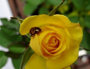 Lady bug on yellow rose thumbnail