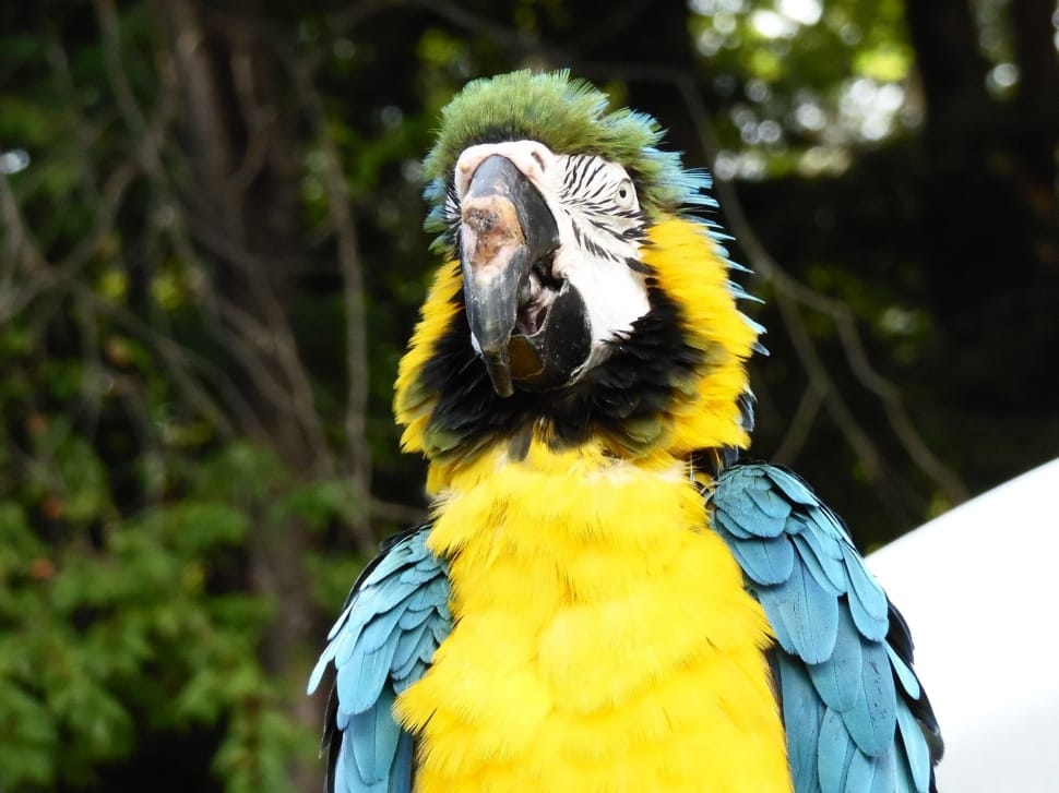 close up photo of yellow, blue, and green parrot preview