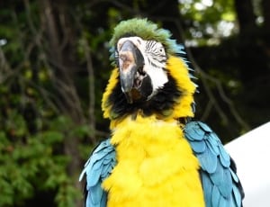 close up photo of yellow, blue, and green parrot thumbnail