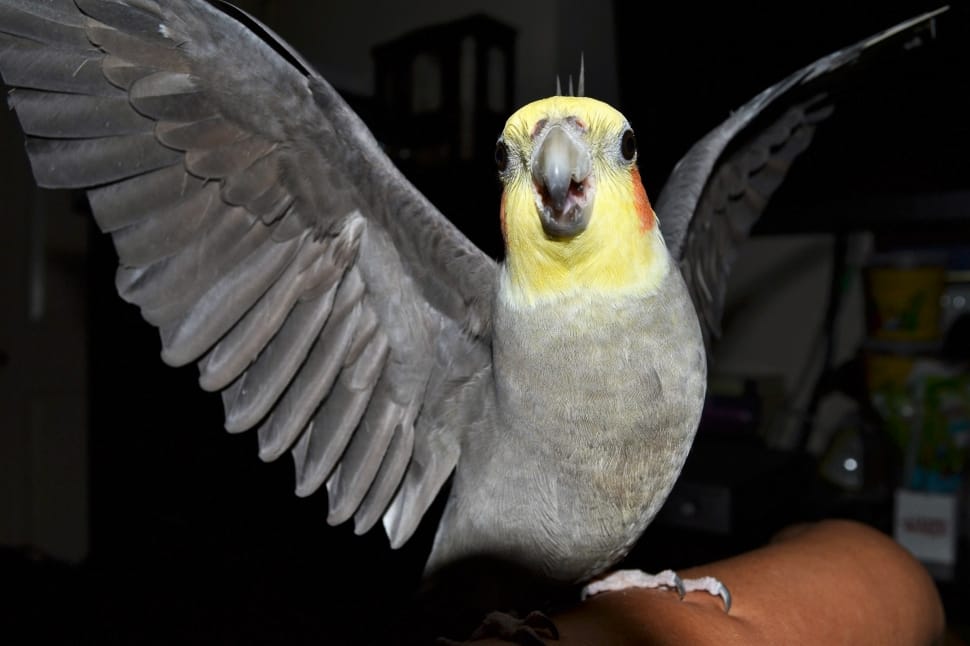 gray yellow and pink cheek parakeet preview