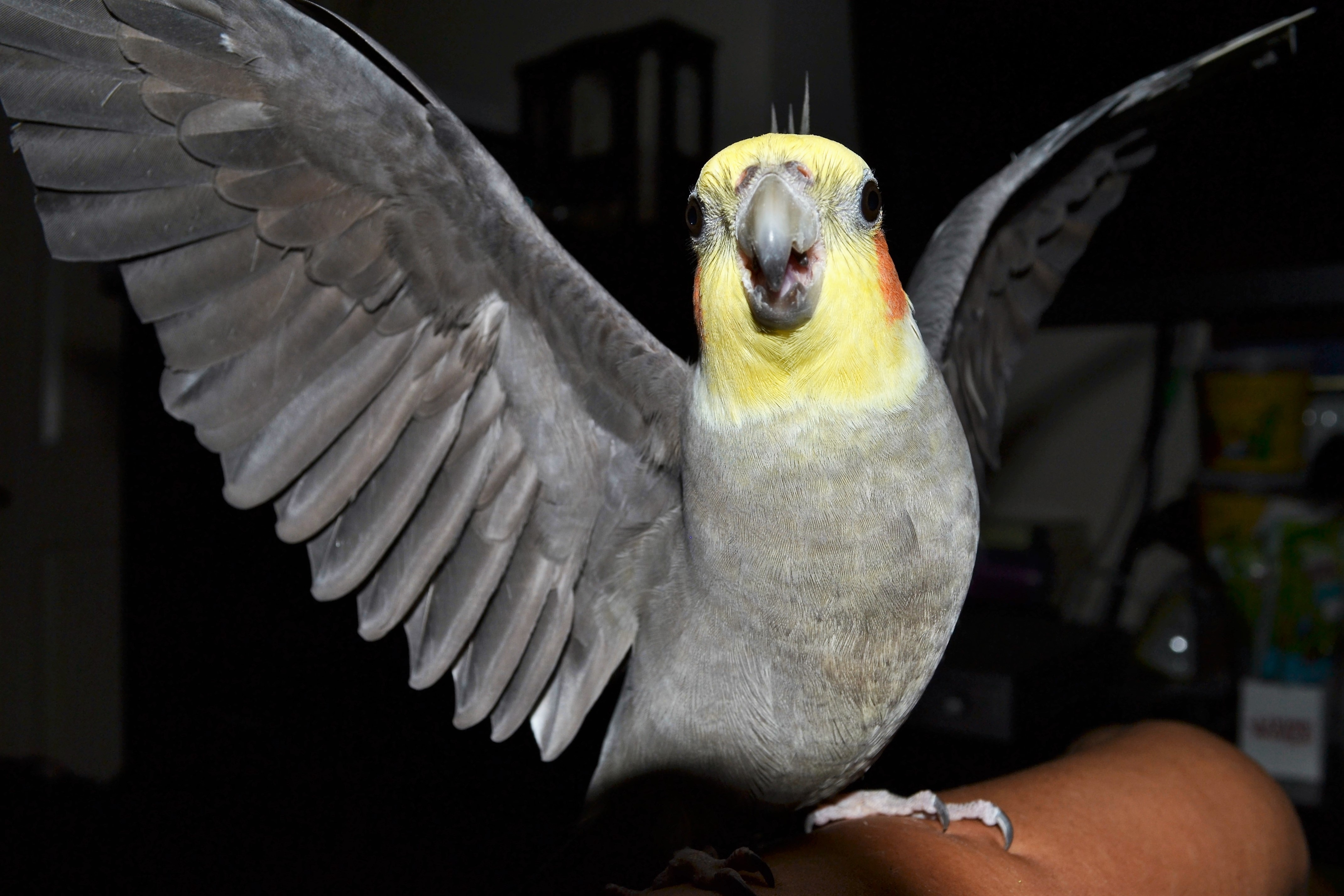 gray yellow and pink cheek parakeet