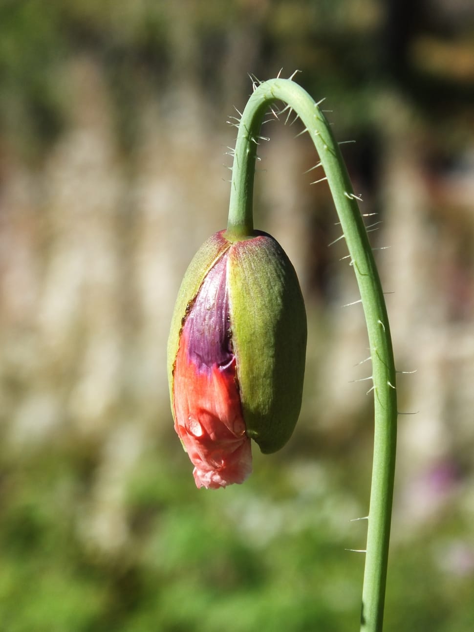 orange and purple flower bud preview