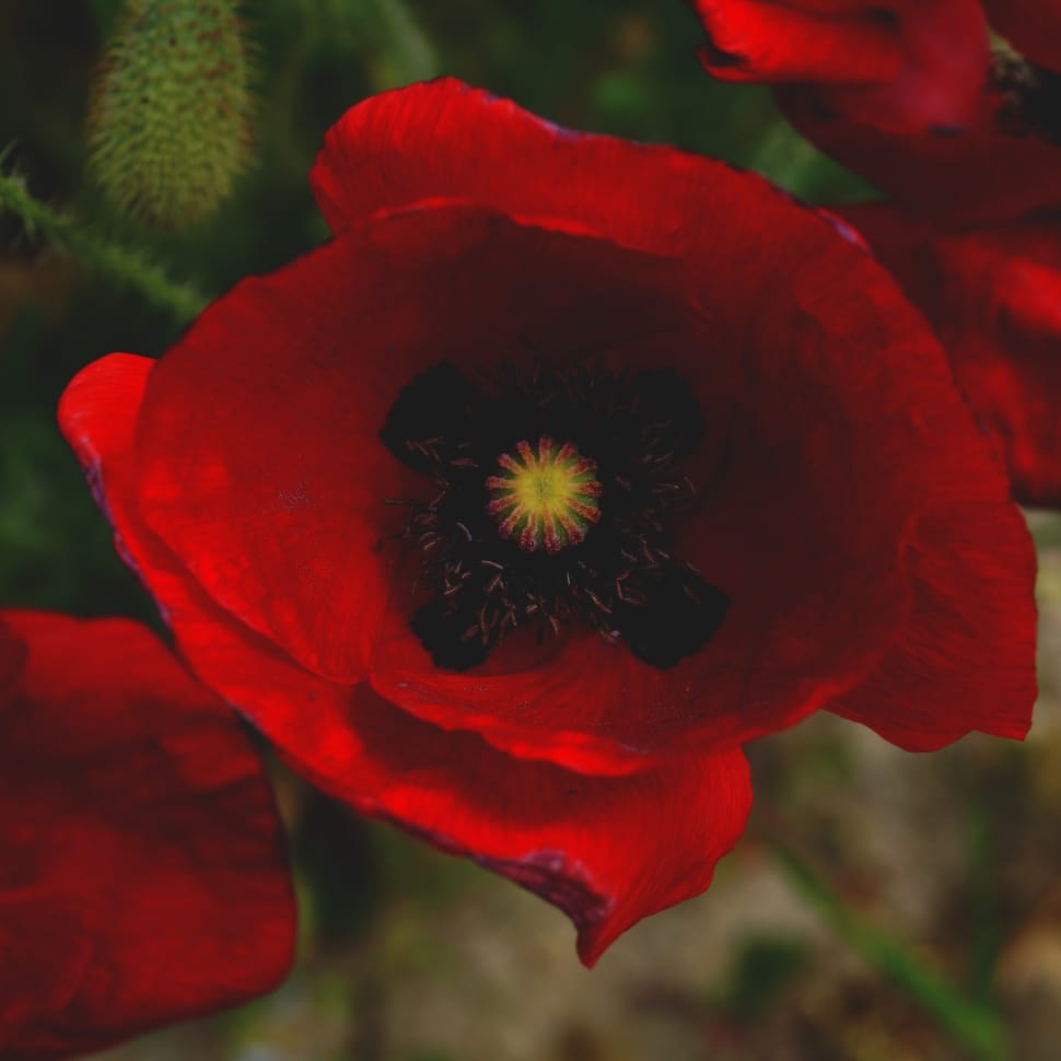 red poppie fowers preview