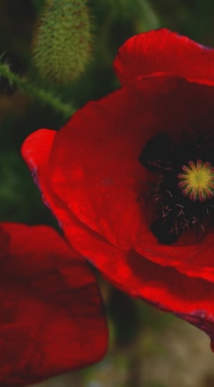 red poppie fowers thumbnail