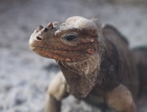 closeup photography of brown lizard thumbnail