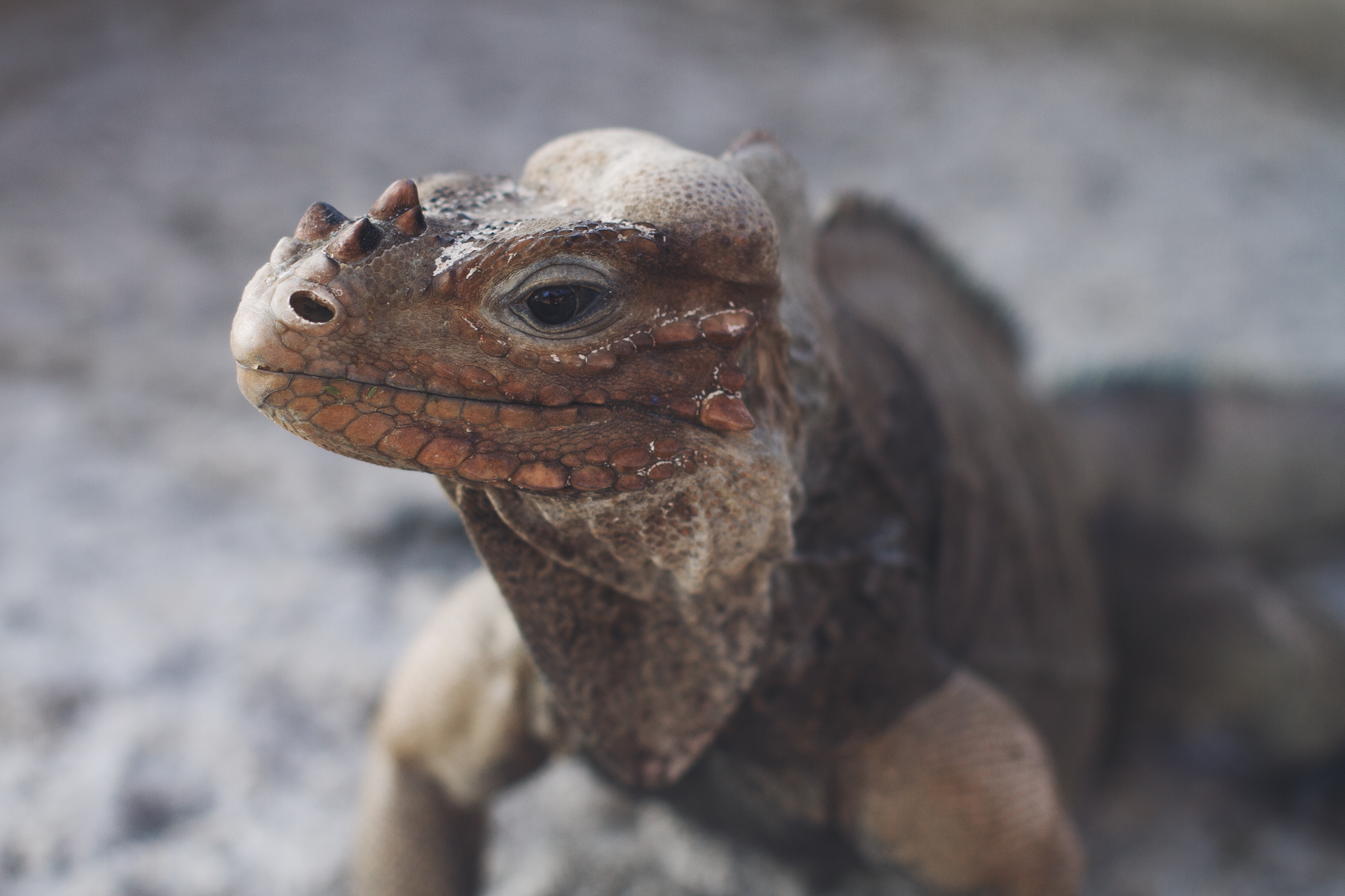 closeup photography of brown lizard