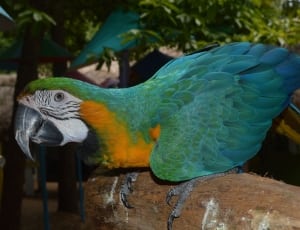 blue and yellow macaw thumbnail
