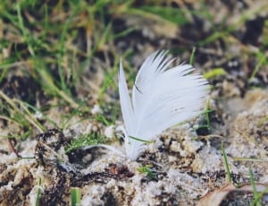 white feather thumbnail