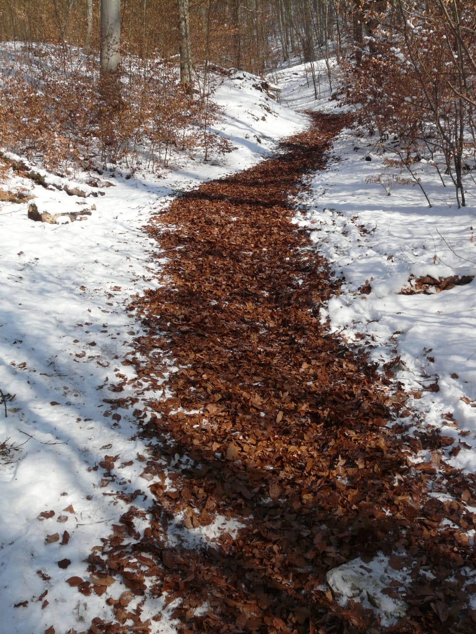 dried leaves on snow near bare trees preview