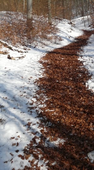 dried leaves on snow near bare trees thumbnail