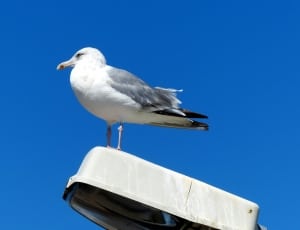 white and grey seagull thumbnail