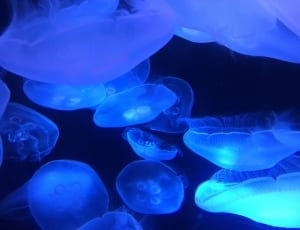 blue jellyfish thumbnail