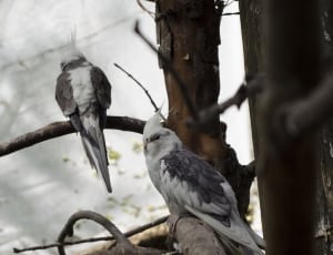 2 white and gray short beak birds thumbnail