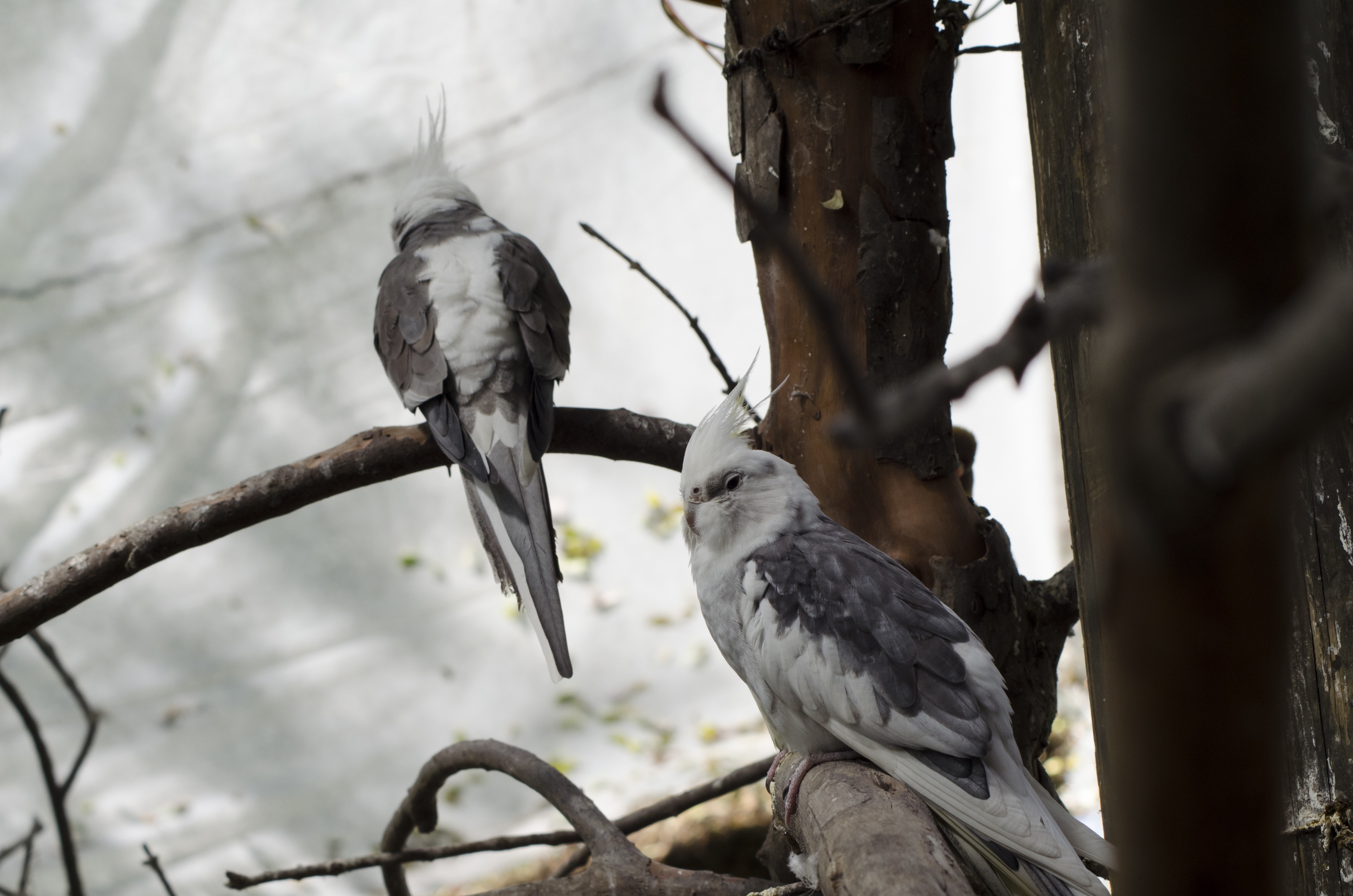 2 white and gray short beak birds