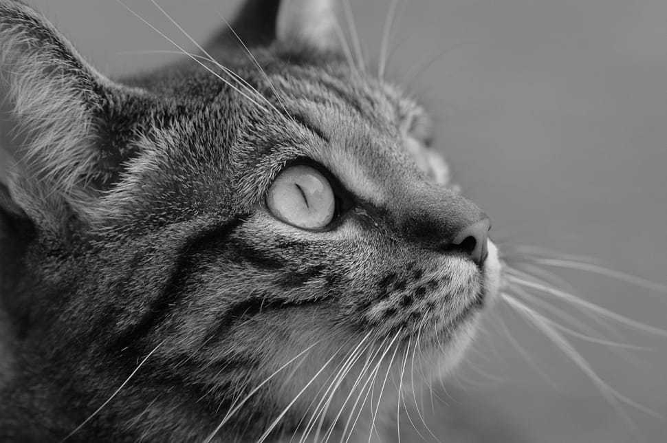 silver tabby cat photography preview