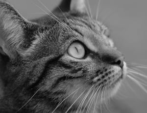 silver tabby cat photography thumbnail
