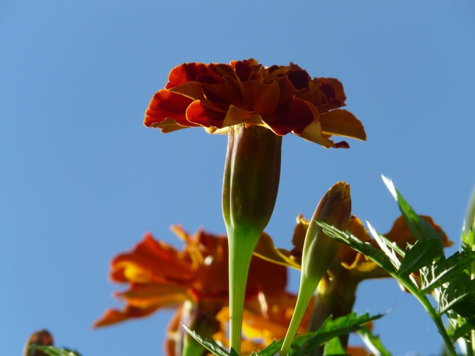 french marigolds preview