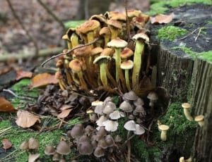 brown and gray mushrooms thumbnail