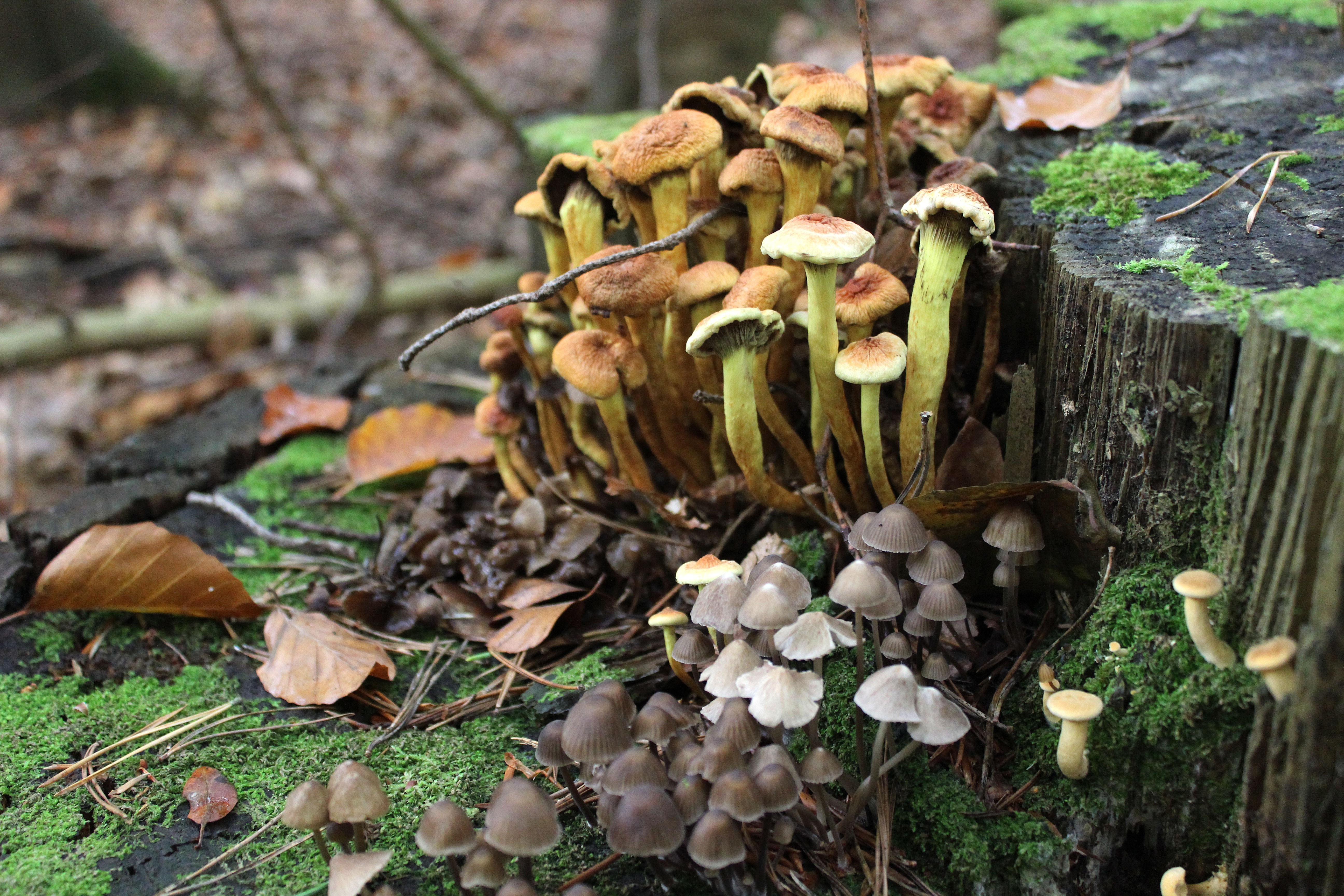 brown and gray mushrooms