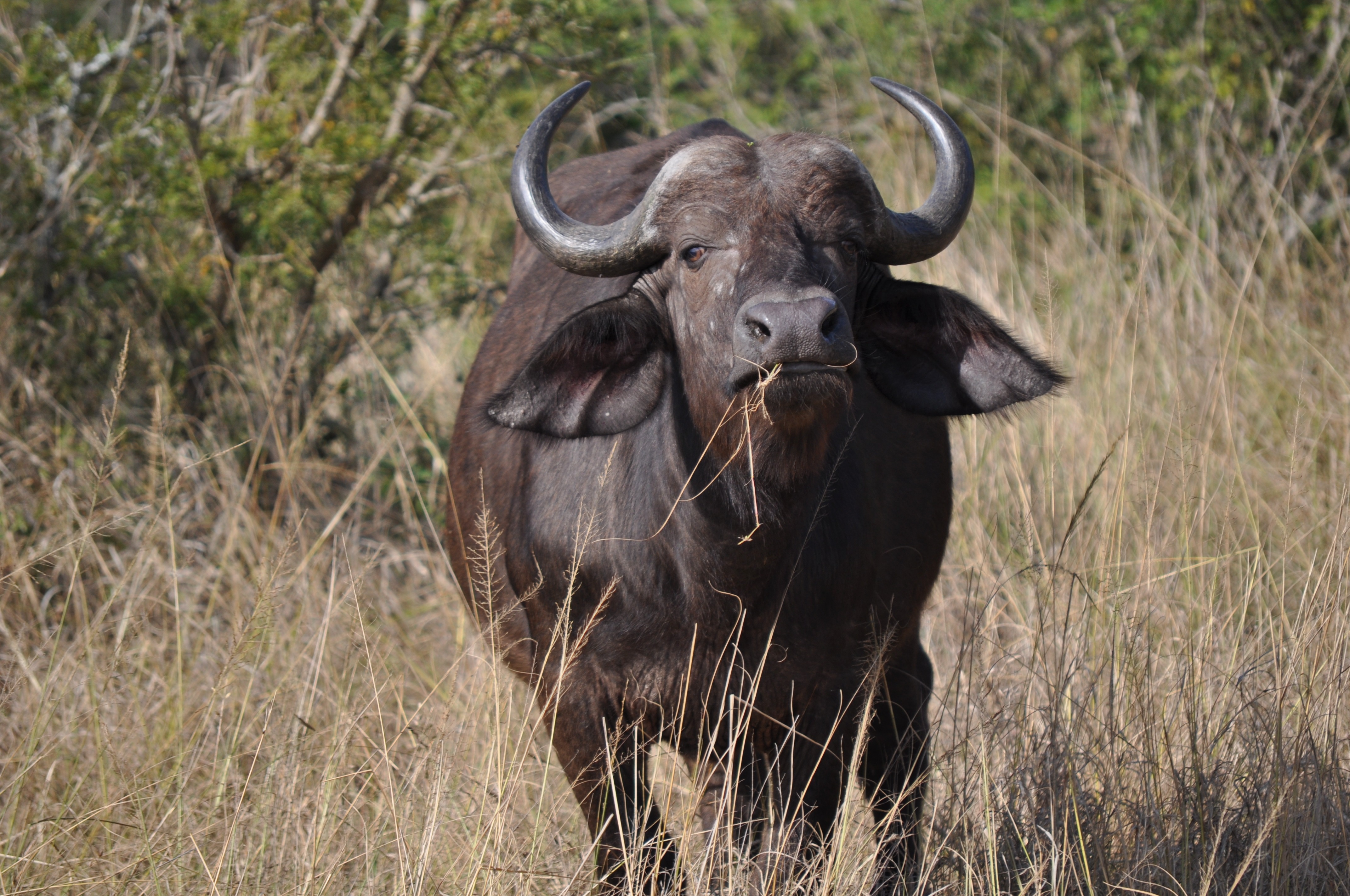 Носороги буйволы слоны обитают. Африканский черный буйвол. Африканский бык Буффало. Буйвол в саванне. Африканский буйвол млекопитающие Африки.