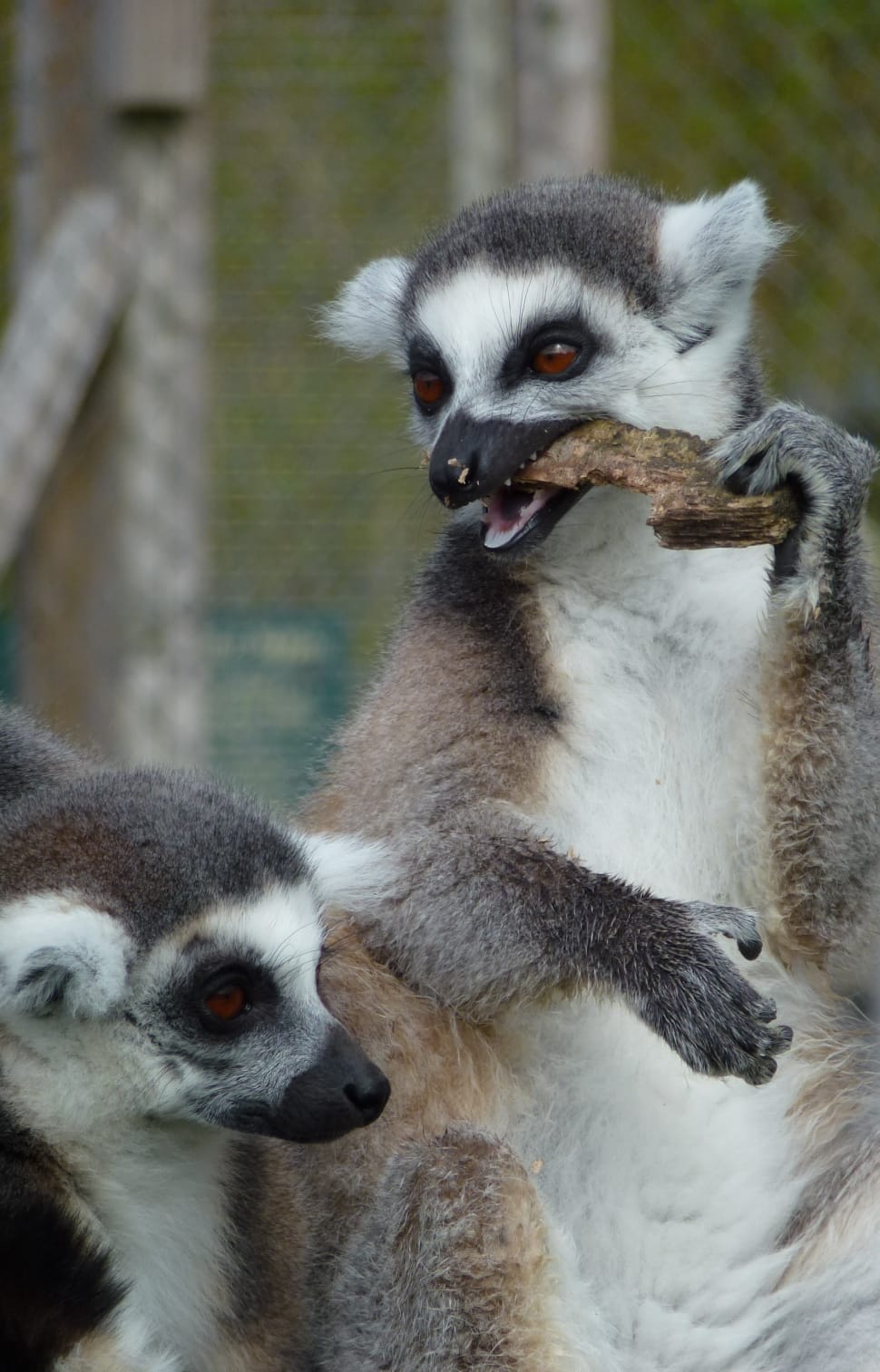 2 lemurs preview