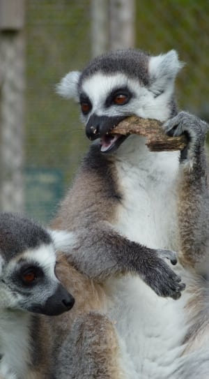 2 lemurs thumbnail